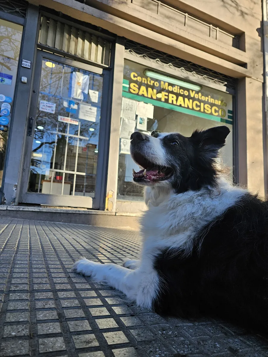 Frente de la veterinaria San Francisco en Av. Asamblea 628